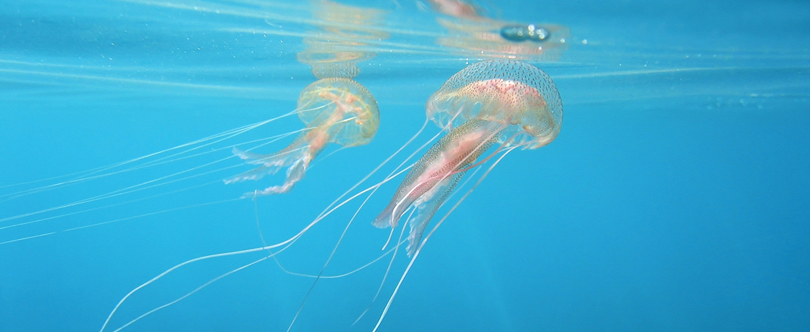 Réflexes en cas de piqûres de méduses