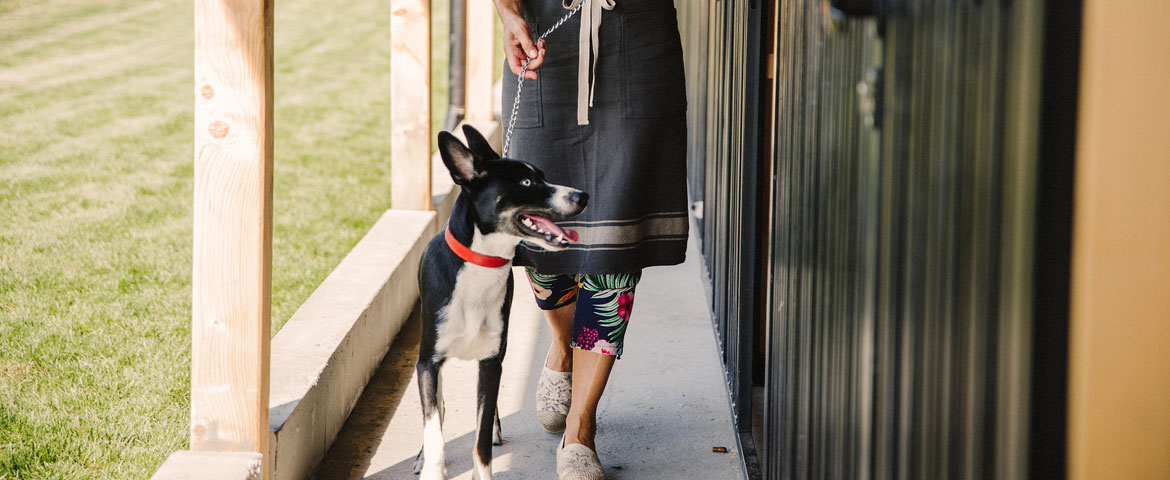 Faire garder son chien 