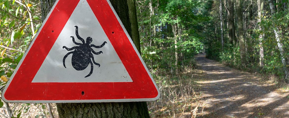 Que faire en cas de morsure de tique ?