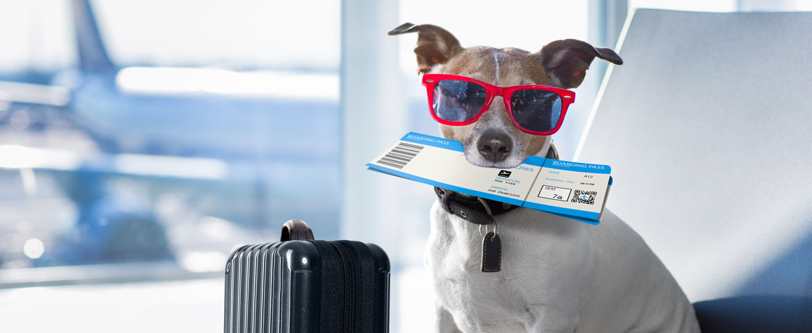 Assurance voyage pour un chien ou un chat