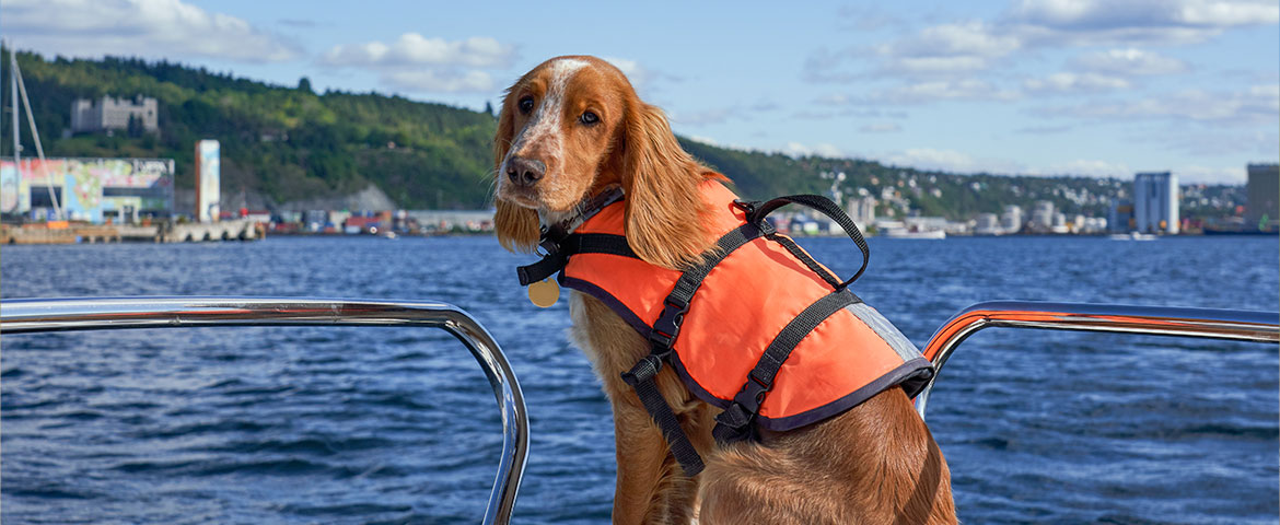 naviguer en toute sécurité avec votre chien