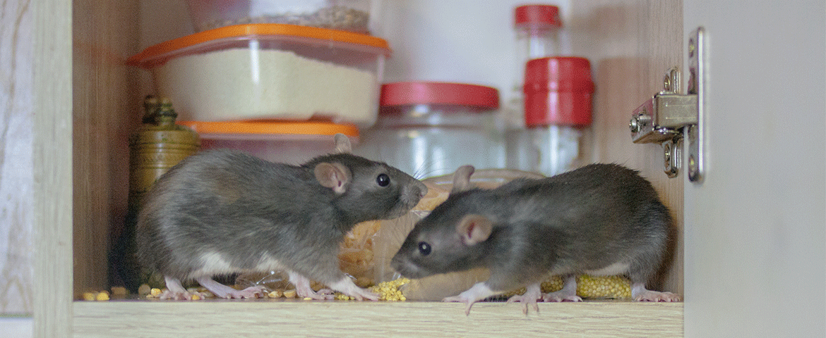 Qui paye les frais de dératisation en copropriété ?