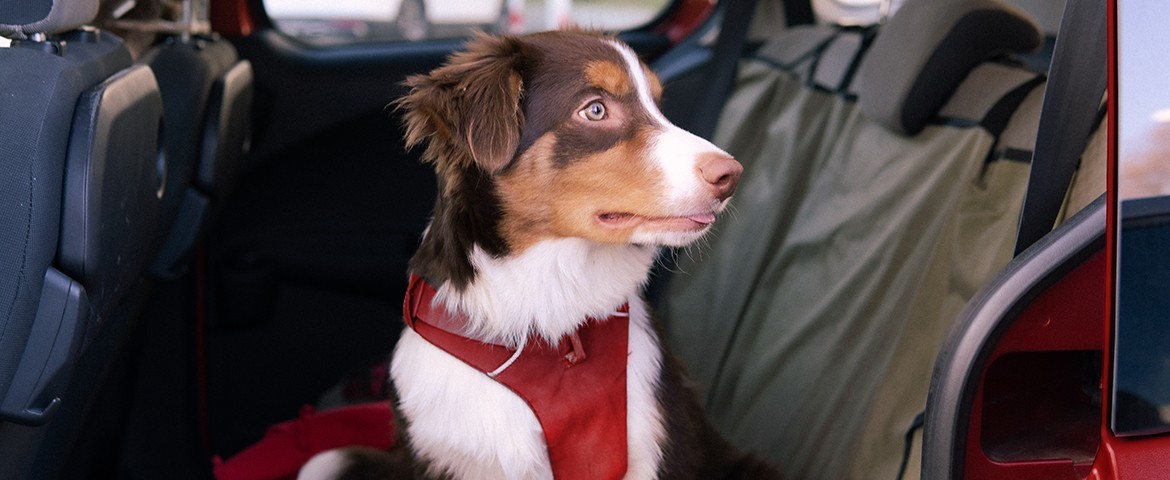 sécurité de votre chien en voiture