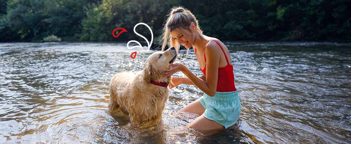 Protéger son chat et son chien de la chaleur