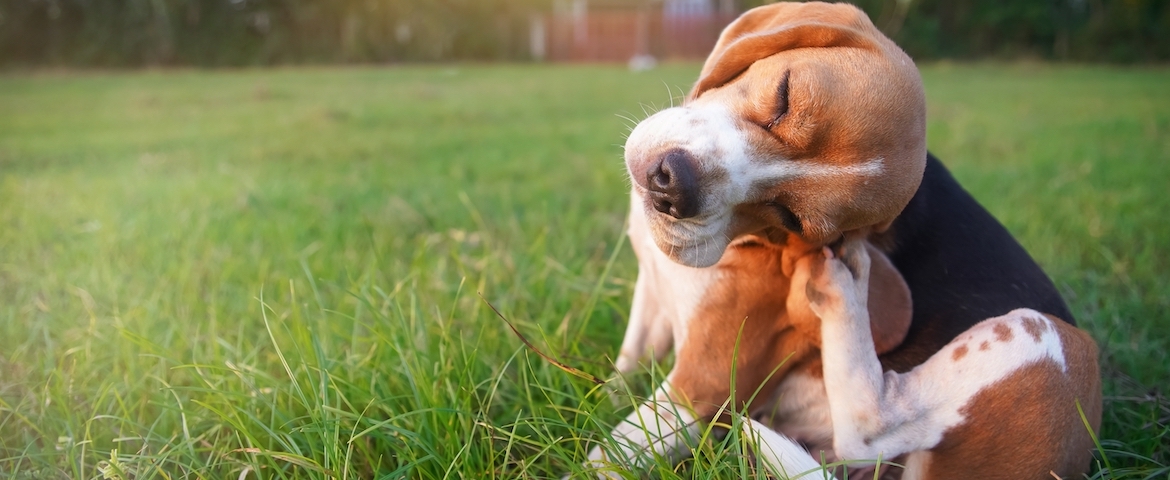 tiques sur les chiens : que faire ?