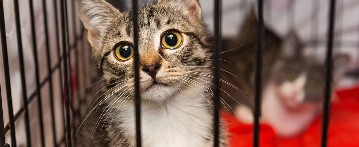 Animal abandonné ou blessé dans la rue