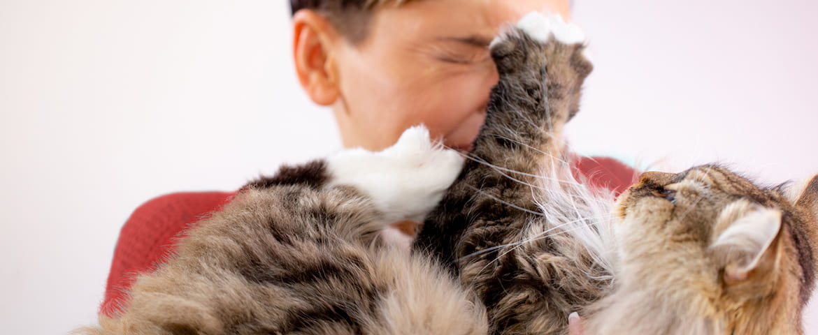 Mordillement d'un chat