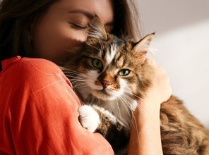 assurance chien et chat - chat européen - exemples tarifs