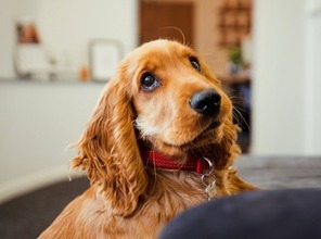 assurance chien et chat - cocker anglais - exemples tarifs