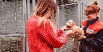 Article - assurance chien et chat - adoption animal refuge