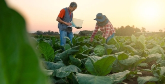 2 agriculteurs inspectent leur champs