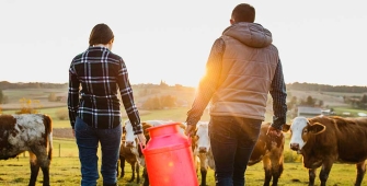 couple de dos allant traire des vaches