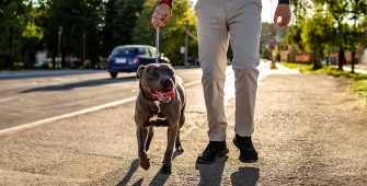 Un homme qui promène son chien dans la rue