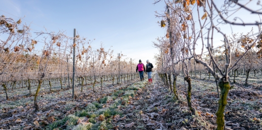 2 personnes marchent dans une vigne gelée